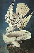 White Gerfalcons John James Audubon